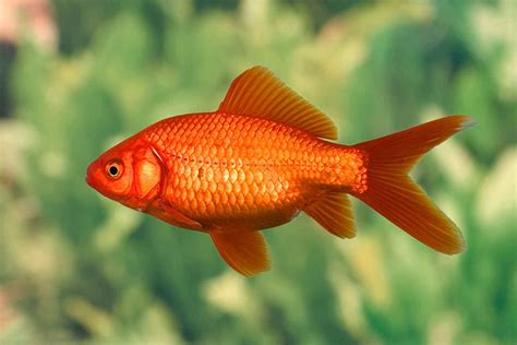 Pet Fish .